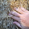 Barley Straw 8x4x3 Bales
