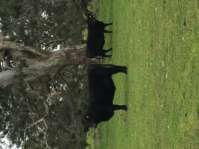 6 Angus cows with young Charolais calves at foot