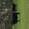 6 Angus cows with young Charolais calves at foot
