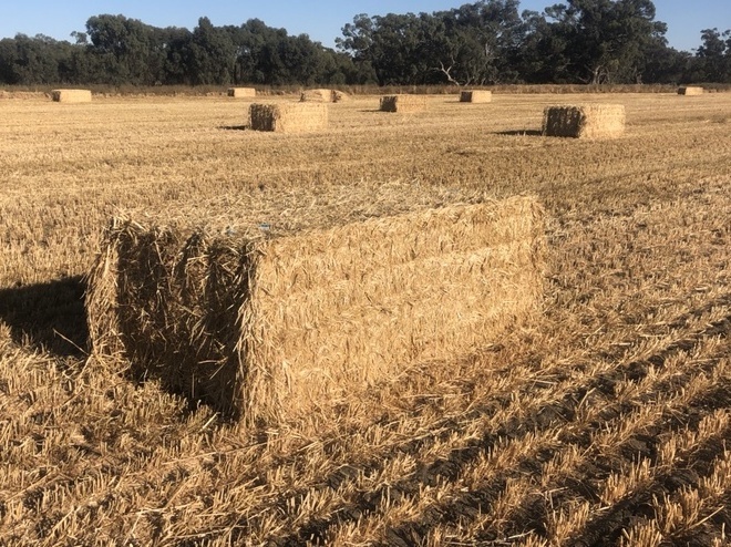 Oaten straw 