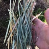A1 Barley Hay 8x4x3 Bales