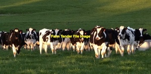 WANTED Agistment for 60 Dairy Heifers.