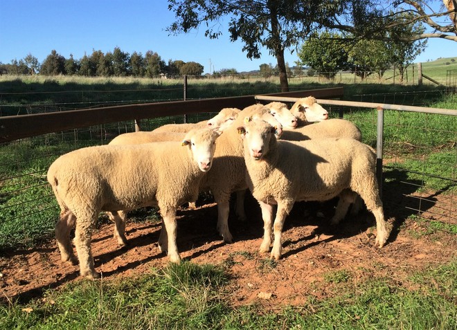 Poll Dorset Flock Rams - Stud Dorset Rams