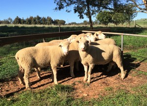 Poll Dorset Flock Rams - Stud Dorset Rams