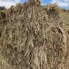 200mt Barley Hay 700-750kg 8x4x3 Bales 