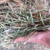 Wheaten Hay 8x3x3 bales ‘New Season’