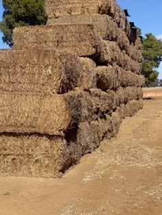 Vetch Hay
