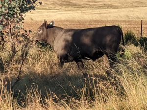 Murray Grey Bull Calf