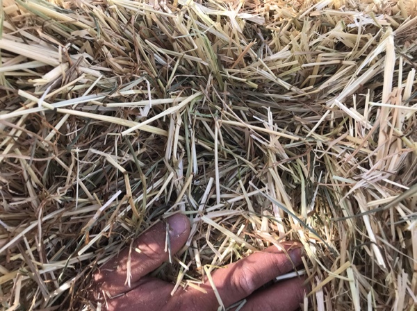 Rye/Clover Hay Smal Squares