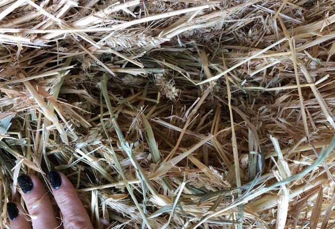 Wheat Hay: Two Loads (SNG or BD)