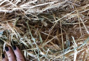 Wheat Hay: Two Loads (SNG or BD)