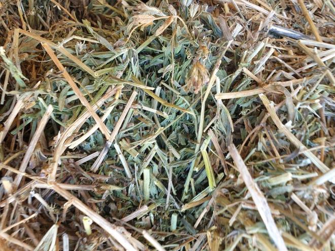 New Season A1 Vetch Hay
