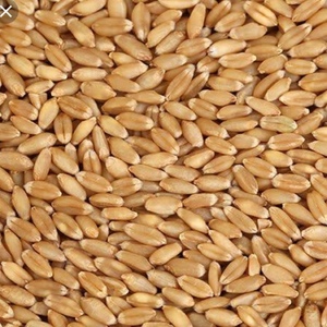 Wheat