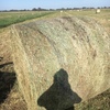 Pasture Hay Lucerne, Clover & Rye Grass 5x4 Bales