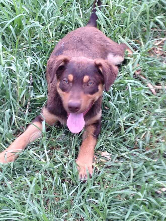 Red & Tan Kelpie Pup 