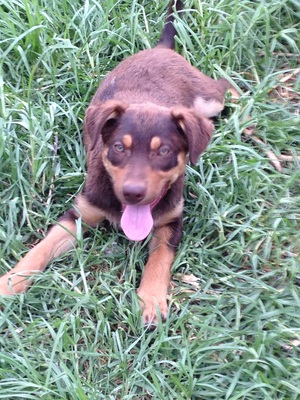 Red & Tan Kelpie Pup