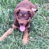 Red & Tan Kelpie Pup 