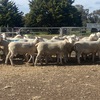 WAKELEIGH White Suffolk Rams