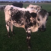 Speckled Park Heifer