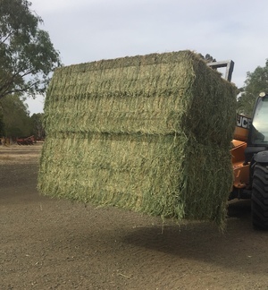 2nd Cut Lucerne Hay off New Stand For Sale
