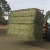 2nd Cut Lucerne Hay off New Stand For Sale