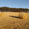 90 x Pasture Hay Rolls