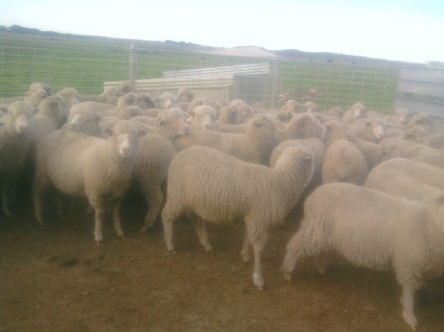 270 x 1.5yo First Cross Ewes Joined to White Suffolk Rams