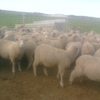 270 x 1.5yo First Cross Ewes Joined to White Suffolk Rams