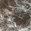 vetch hay for sale 