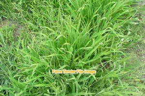 Liver Grass Pasture Hay EOI . 