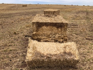 Wheaten Straw 8x4x3 Header Trails + Freight
