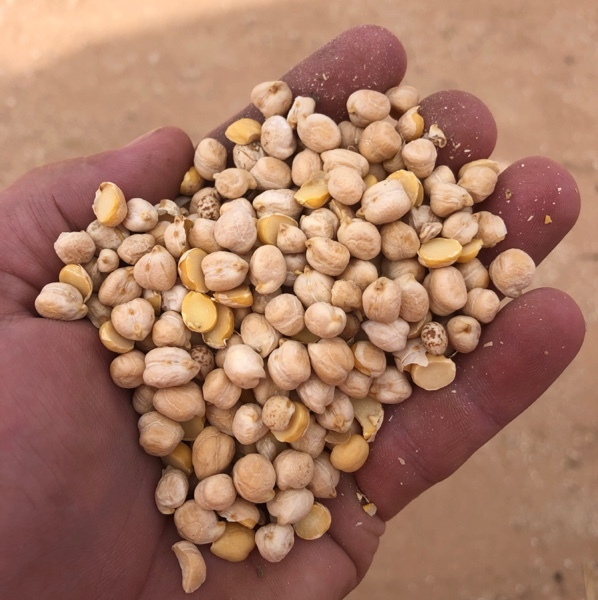 25 Tonne Feed Chickpeas