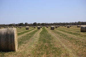 Clover Hay 5x4 Bales