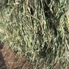 Oat silage 