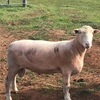Poll Dorset Rams