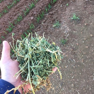 90mt Vetch Hay 700kg 8x4x3 Bales