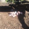 Pigs and Piglets
