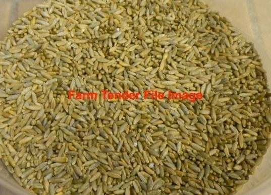 20 tonne of Rye Corn