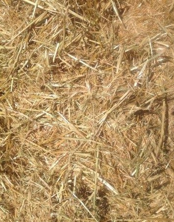 Organic Oaten Straw