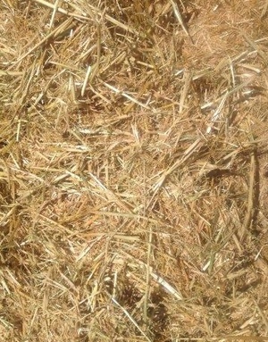 Organic Oaten Straw