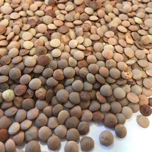 200/mt Feed Lentils For Sale