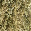 Wheaten Hay 8x4x3 - 850 x 625 KG Approx Bales