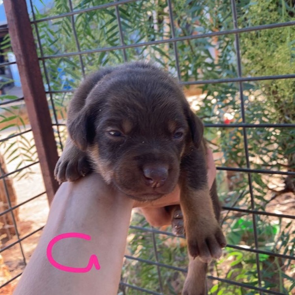 4 pure bred kelpie pups for sale