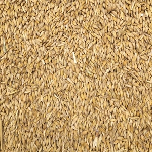 60t Moby Barley Seed