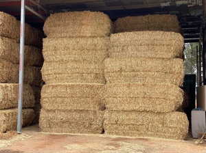 100mt Wheaten Hay 600kg 8x4x3 Bales