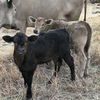 Murray Grey X cows with limo calves