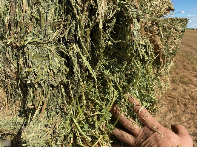 New Season Vetch Hay 8x4x3 Bales (4 - B Double Loads)