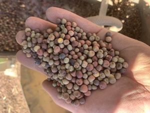 Peas