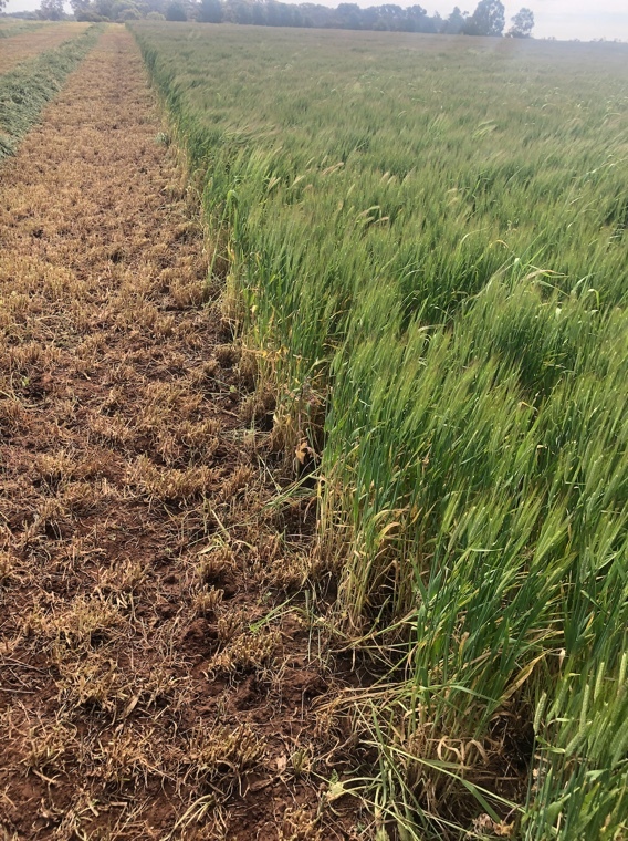 EOI Barley Hay 225ac super conditioned