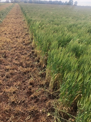 EOI Barley Hay 225ac super conditioned